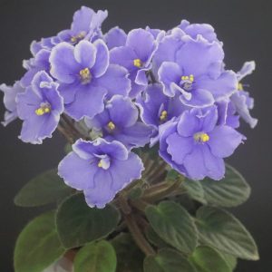 Beauteous (P. Harris)