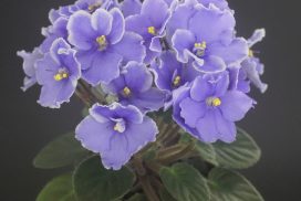 НЛ-Соломия (Н. Лютая) NL-Solomiya (N. Liutaya)