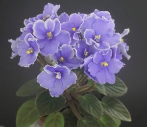 Blue Blazes (D.Harrington)