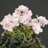 ЛЕ-Прозрачный Аметист (Е. Лебецкая)