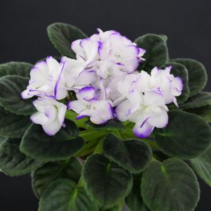 Allegro Watermelon Ruffles (J. Stromborg)
