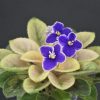 Tina’s April Fantasy (T. Elfstrom)