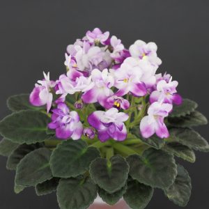 Cirelda (P.Tracey)