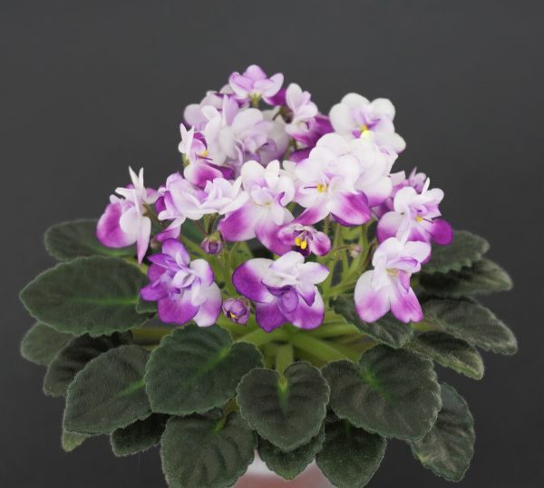 Cirelda (P.Tracey)