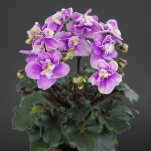 Fay's Madeleine (F.Wagman)