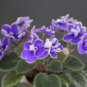 Ballet Snowcone (A. Fischer)