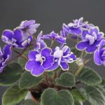 Senk's Royalty (R.Follett/D.Senk)