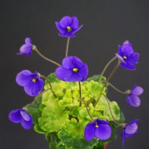 Sky Bells (A. Murphy)