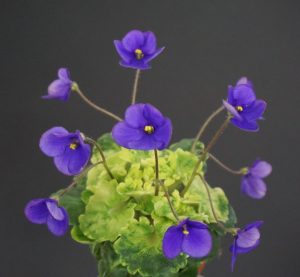 Senk's Green Goddess (R.Follett/D.Senk)