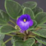 Jolly Treasure (H. Pittman)