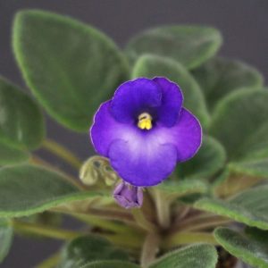 Brazos Belle (L.Ray)