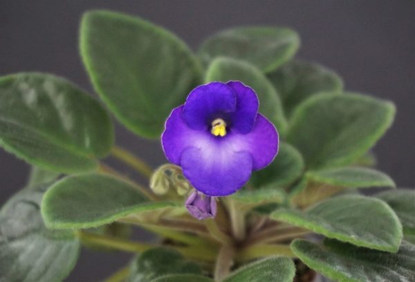 Brazos Belle (L.Ray)