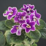 Jolly Sun Chaser (H.Pittman)