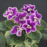 Senk's Snow Fairy (R. Follett/D. Senk)