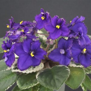 Morgan's Mauevelous (C.Eros)