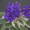 Imp's Lil' Deathcap (J. Jackson)