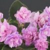 Dainty Dynamo (J. Stokes)
