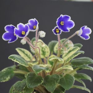 School Bells (C.Cornibe)