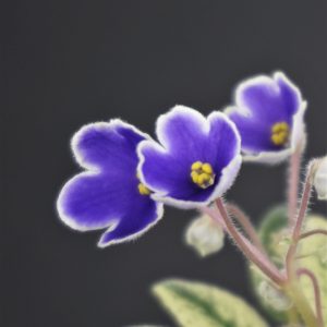 Jolly Prize (H.Pittman)