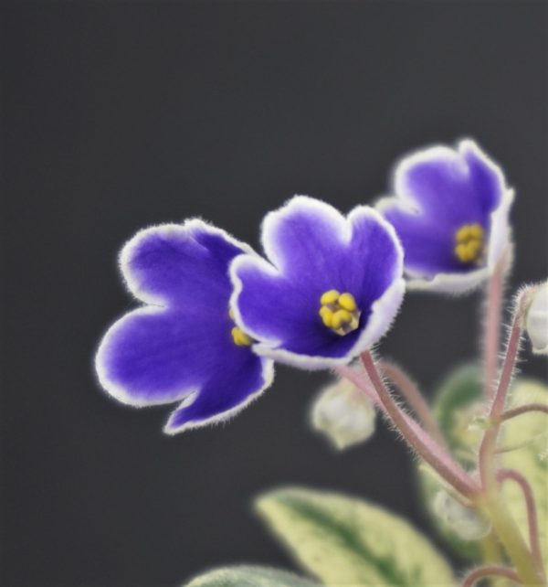 Jolly Prize (H.Pittman)
