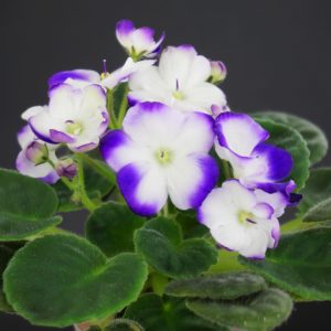 Thunder Surprise (S. Sanders)