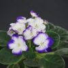Rainbow's Peewee Nocturne (R.Wasmund)