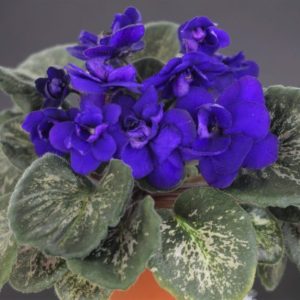 Amoeba (A.Murphy)