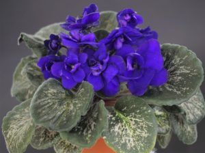 Orchard's Wonder Twin (R.Wilson)