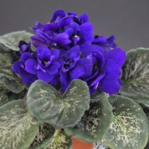 Imp`s Berry Smash (J.Jackson)