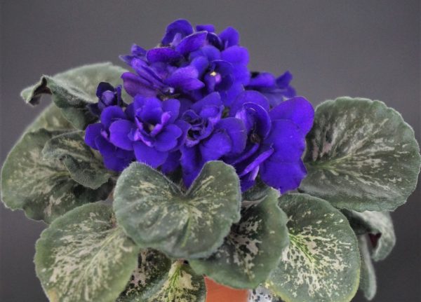 Wizard's Vita Merlini (S.Jones)