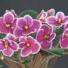 Shirl's Purple Passion (S.Sanders)