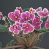 Painted Silk (J.Stokes)