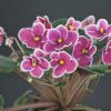 Dean's Lavender Blue (C.Hobbs/H.Hobbs)