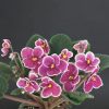 Lituanika (F. Butene)