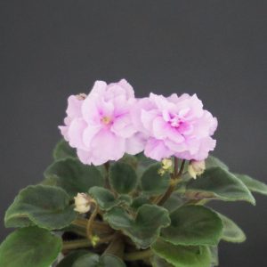Rosy Pink (P.Sorano/LLG)