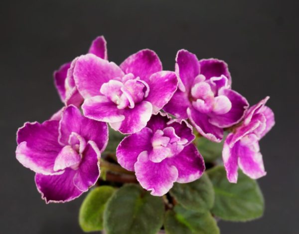 Chantaspring (R. P. Hair) - Image 3