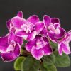Imp`s Fortuitous Fancy (J.Jackson)