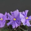 Morgan's Chutney Popcorn (C. Eros)