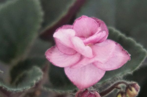 Fay's Teva Michelle (F. Wagman)