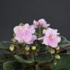 Jolly Mist (H.Pittman)