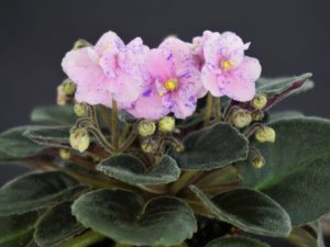 Mac's Virtually Velvet (G. McDonald)