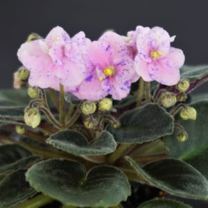Mac's Exotic Elixir (G. McDonald)