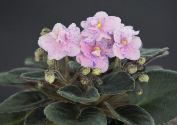 Sky Bells (A. Murphy) - Image 5