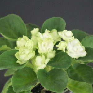 Hunter`s Cabbage Goddess (K.Muzalewski)