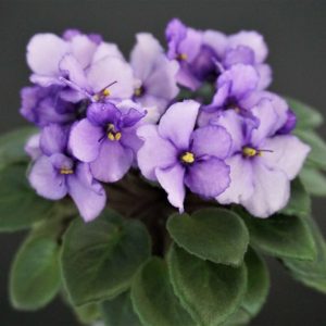 Petite Jewel (H.Pittman)