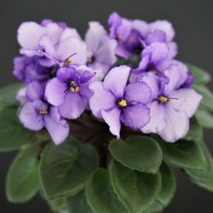 РС-Пришелец (С.Репкина)