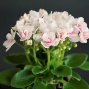 Hunter's Pink Camo (K.Muzalewski)