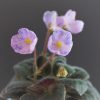 Allegro Pink Pistachio (J. Stromborg)