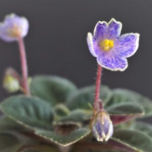 Imp`s Karmic Kaleidoscope (J.Jackson)
