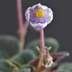 Mac's Sweet Serenity (G.McDonald)